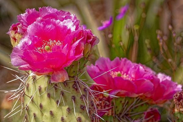 Jaynes Gallery 아티스트의 USA-Colorado-Fort Collins Prickly pear cactus flowers close-up작품입니다.